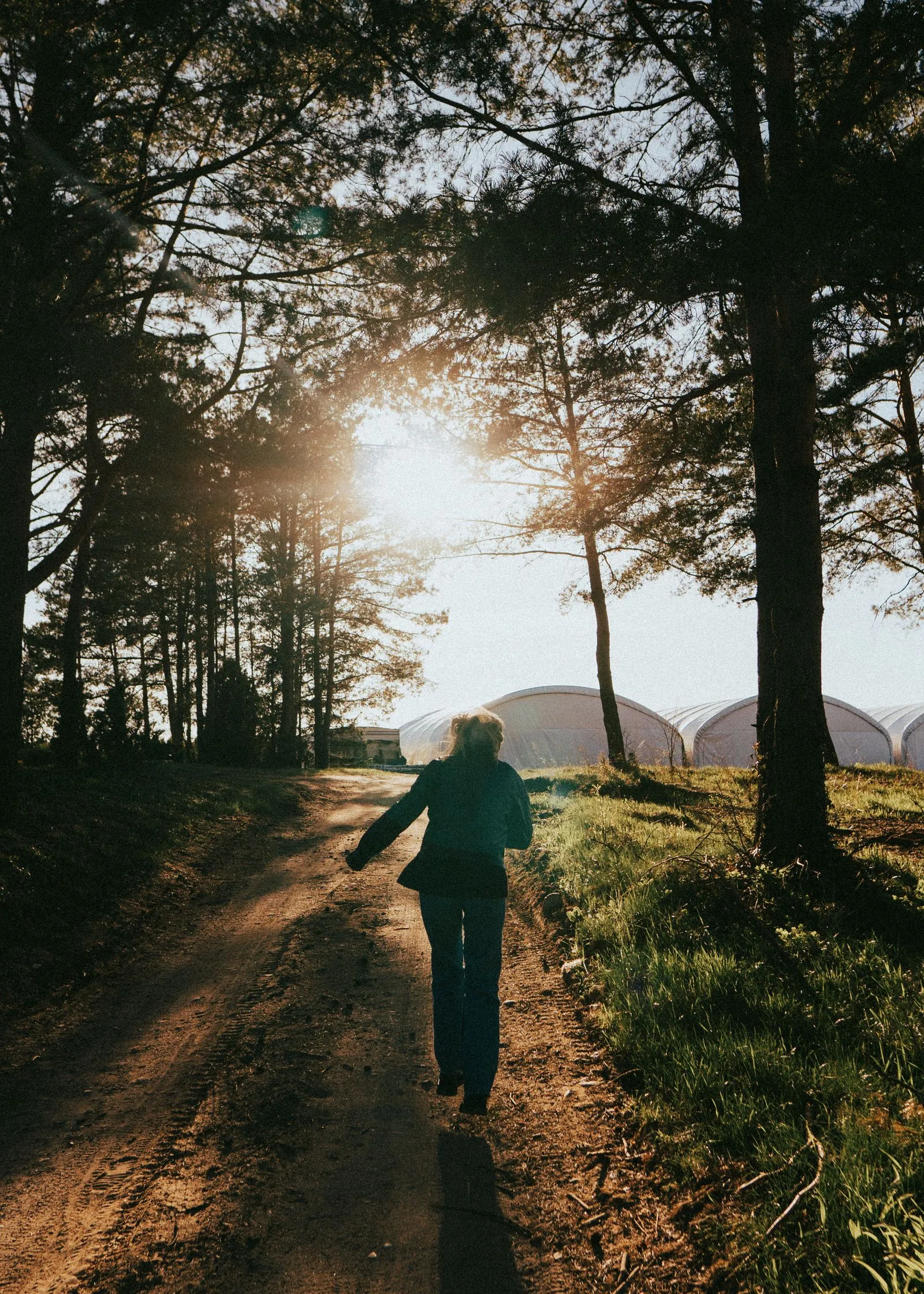 A runner follows a tree-lined road at sunrise